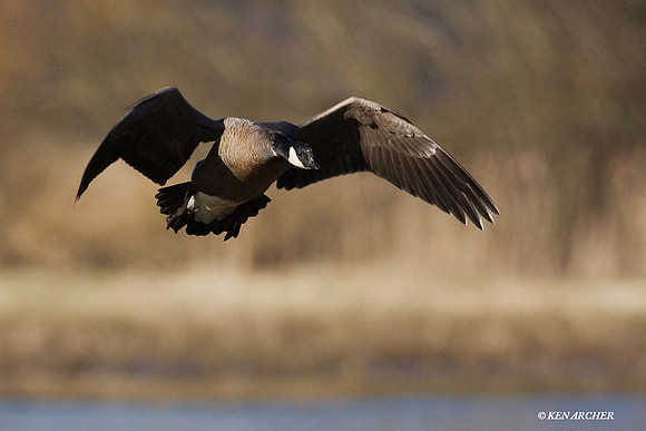 LCFL01269 Lesser Canada Geese