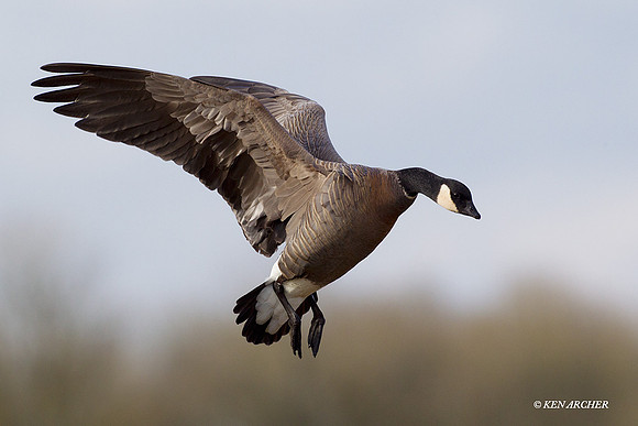 LCFL01794 Lesser Canada Geese