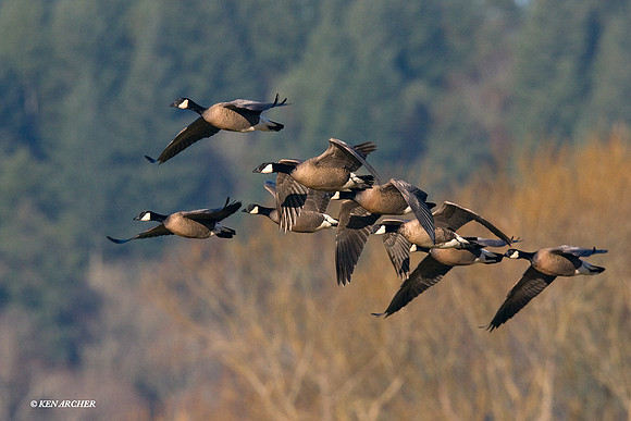 LCFL00783 Lesser Canada Geese