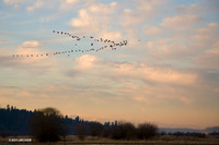LCFL00396 Lesser Canada Geese