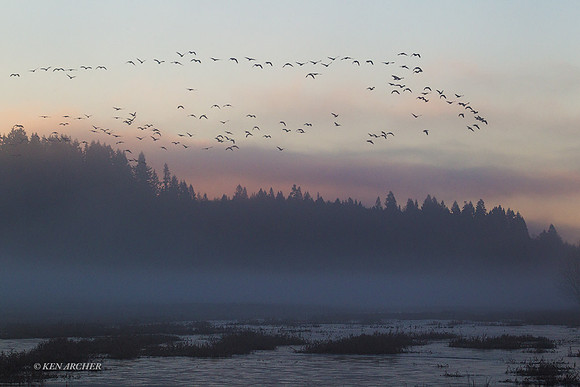 LCFL03784 - Lesser Canada Geese
