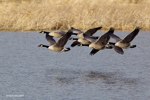 Greater Canada Geese - LCFL02333