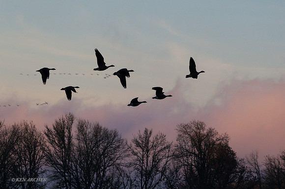 LCFL04029 - Lesser Canada Geese