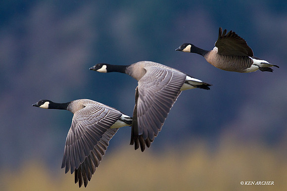 LCFL01851 Lesser Canada Geese