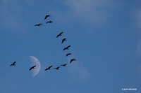 LCFL00572 Lesser Canada Geese