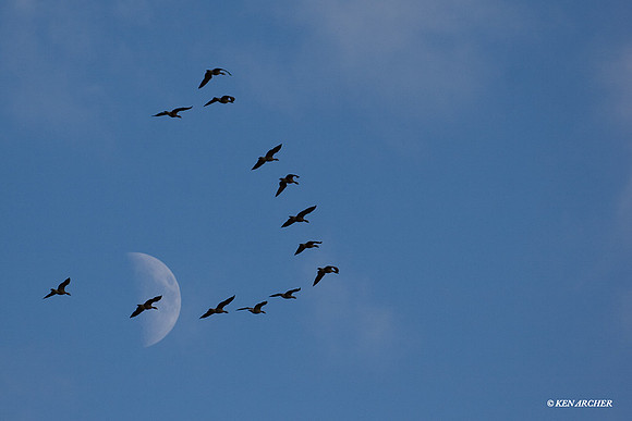 LCFL00572 Lesser Canada Geese