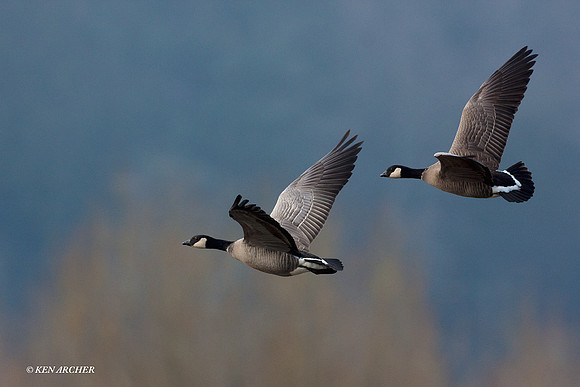 LCFL01525 Cackling Canada Geese