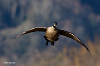 LCFL01181 Lesser Canada Geese