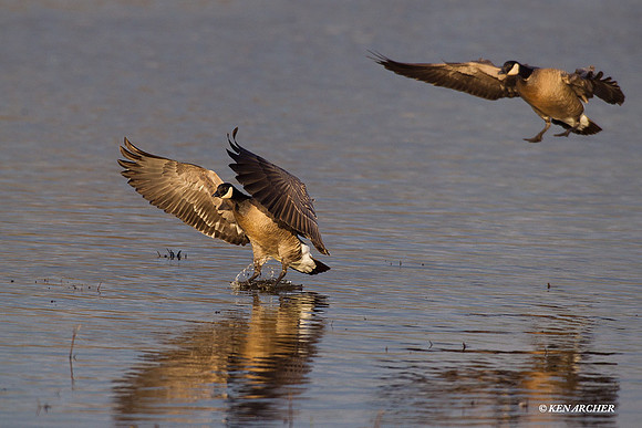 LCFL02021 Lesser Canada Geese