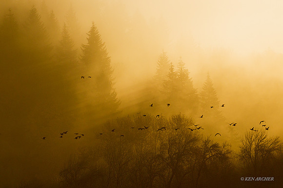 LCFL03294 - Lesser Canada Geese