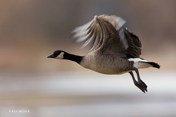 LCFL01706 Lesser Canada Geese