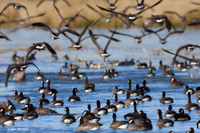 LCFL00821 Lesser Canada Geese