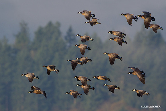 LCFL02027 Lesser Canada Geese