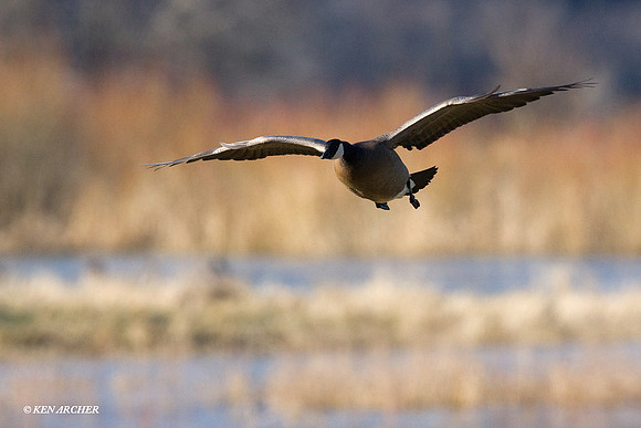 LCFL01175 Lesser Canada Geese
