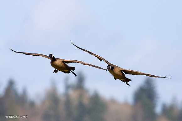 LCFL01075 Canada Geese