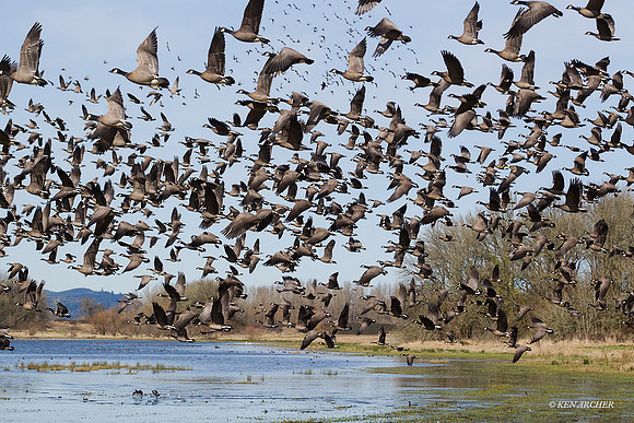 Lesser Canada Geese Flock - LCFL02627