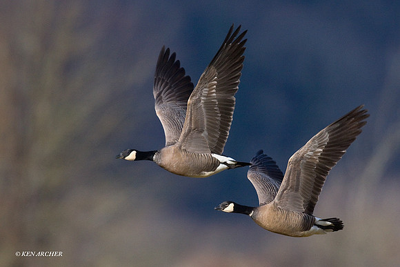 Cackling Canada Geese - LCFL00813