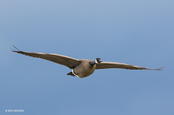 LCFL03468 Lesser Canada Geese