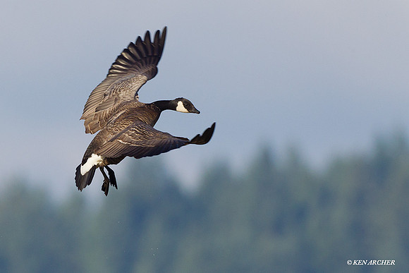 LCFL02076 Lesser Canada Geese