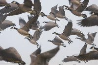 LCFL00845 Canada Geese, foggy lift off