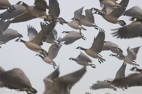 LCFL00845 Canada Geese, foggy lift off