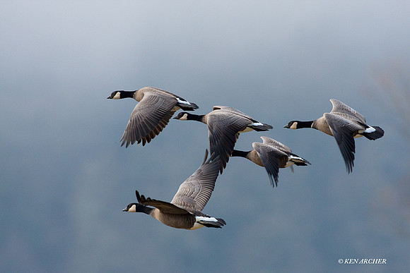 LCFL01520 Cackling Canada Geese
