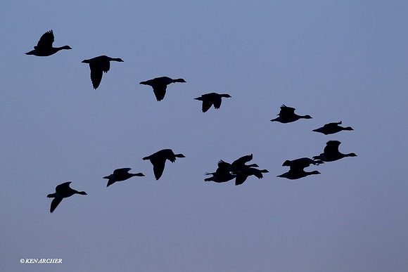 LCFL02974 - Lesser Canada Geese