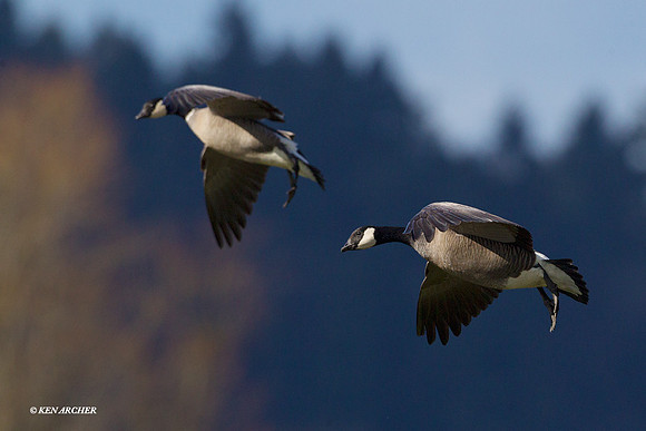 LCFL03124 Lesser Canada Geese