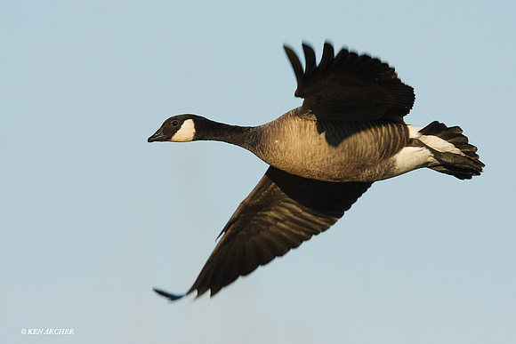 LCFL00653 Lesser Canada Geese