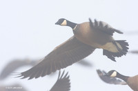 LCFL00919 Cackling Canada Geese