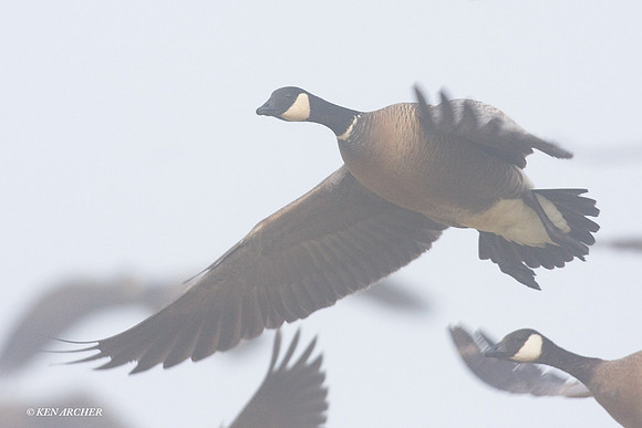 LCFL00919 Cackling Canada Geese