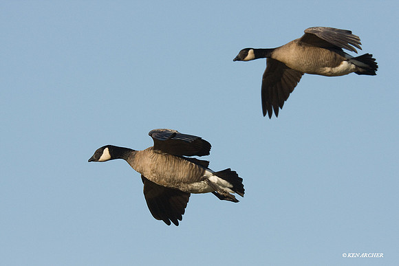 LCFL00644 Lesser Canada Geese