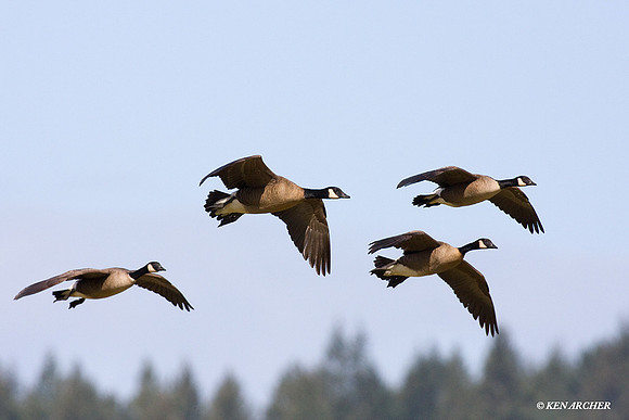 LCFL01100 Lesser Canada Geese