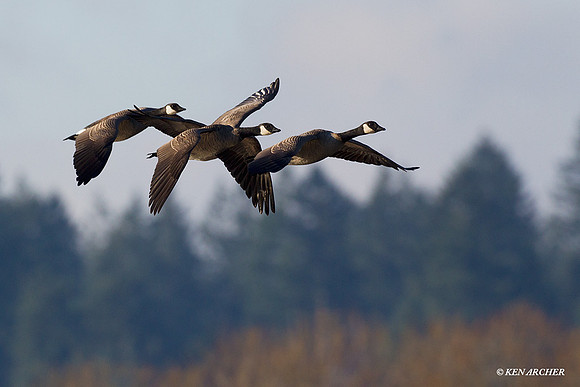 LCFL02072 Lesser Canada Geese