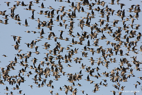 LCFL01149 Lesser Canada Goose