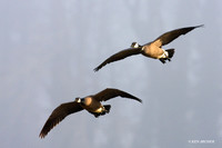 LCFL01165 Cackling Canada Geese