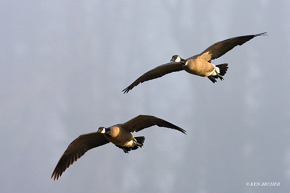 LCFL01165 Cackling Canada Geese