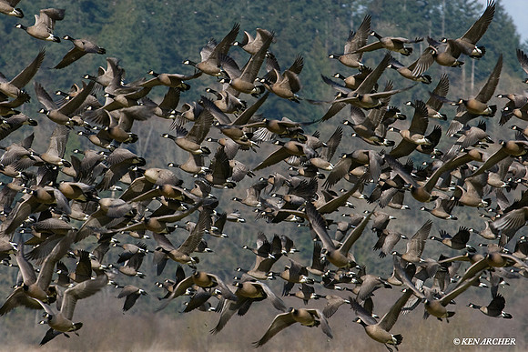 Lesser Canada Geese