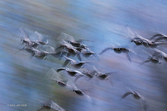 LCFL03586 - Lesser Canada Geese