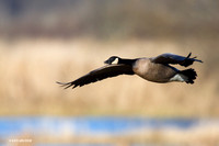 LCFL00766 Lesser Canada Geese