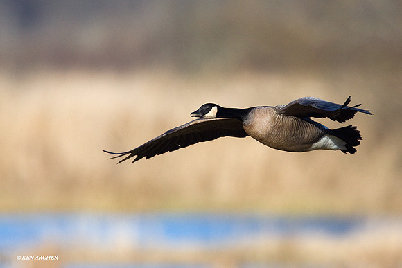 LCFL00766 Lesser Canada Geese