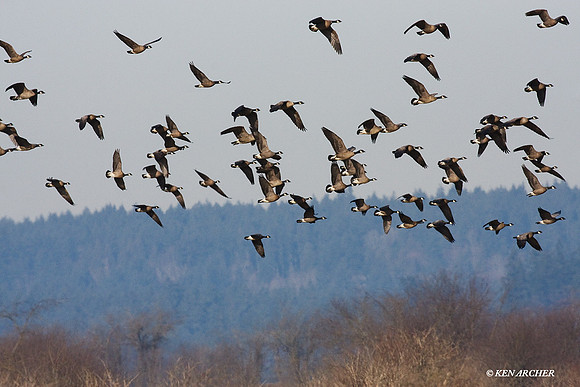 LCFL01311 Lesser Canada Geese