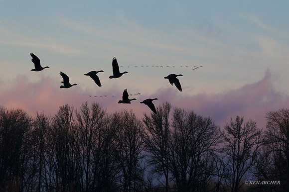 LCFL04027 - Lesser Canada Geese