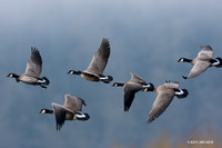 LCFL01516 Cackling Canada Geese