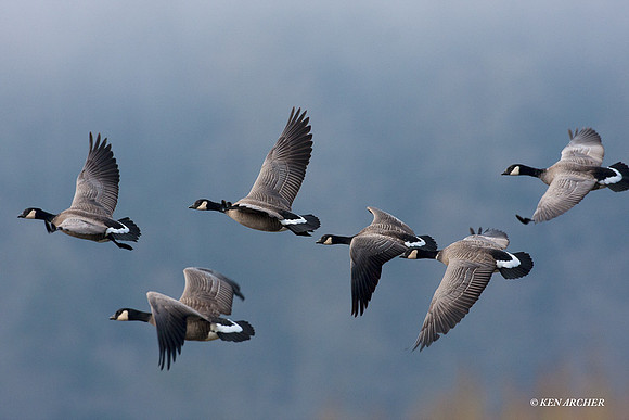LCFL01516 Cackling Canada Geese