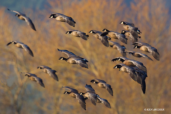 Lesser Canada Geese