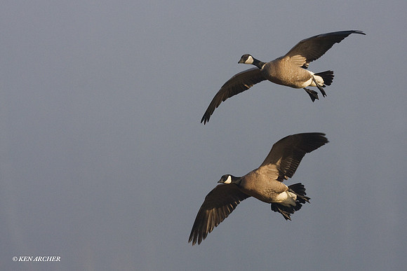 LCFL01167 Cackling Canada Geese