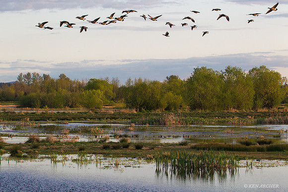 MASE00783 - Marsh Wetlands