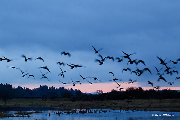 LCFL01759 Lesser Canada Geese