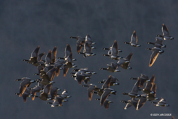 LCFL00986 Lesser Canada Geese